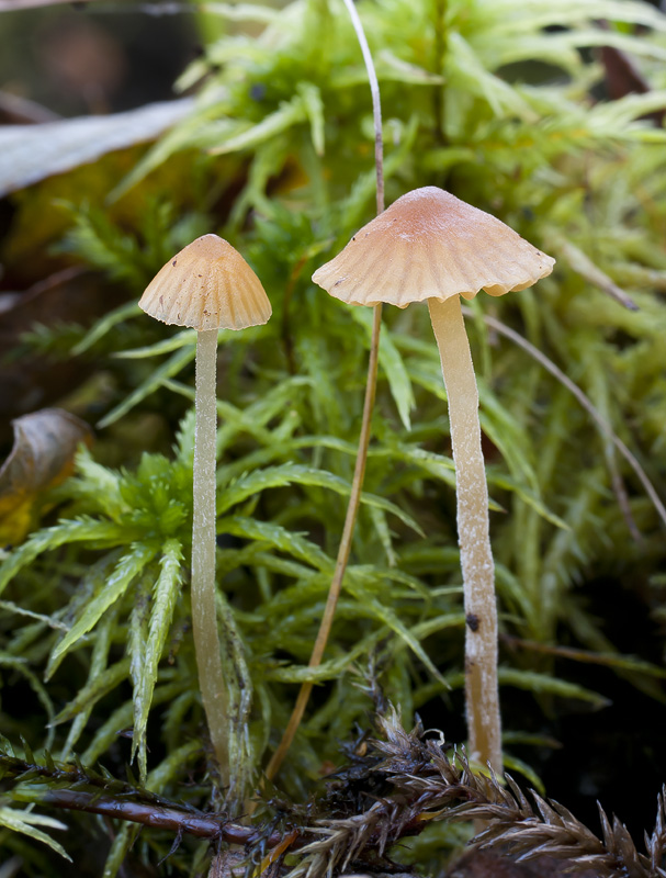 Galerina clavata